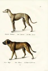 Greyhound